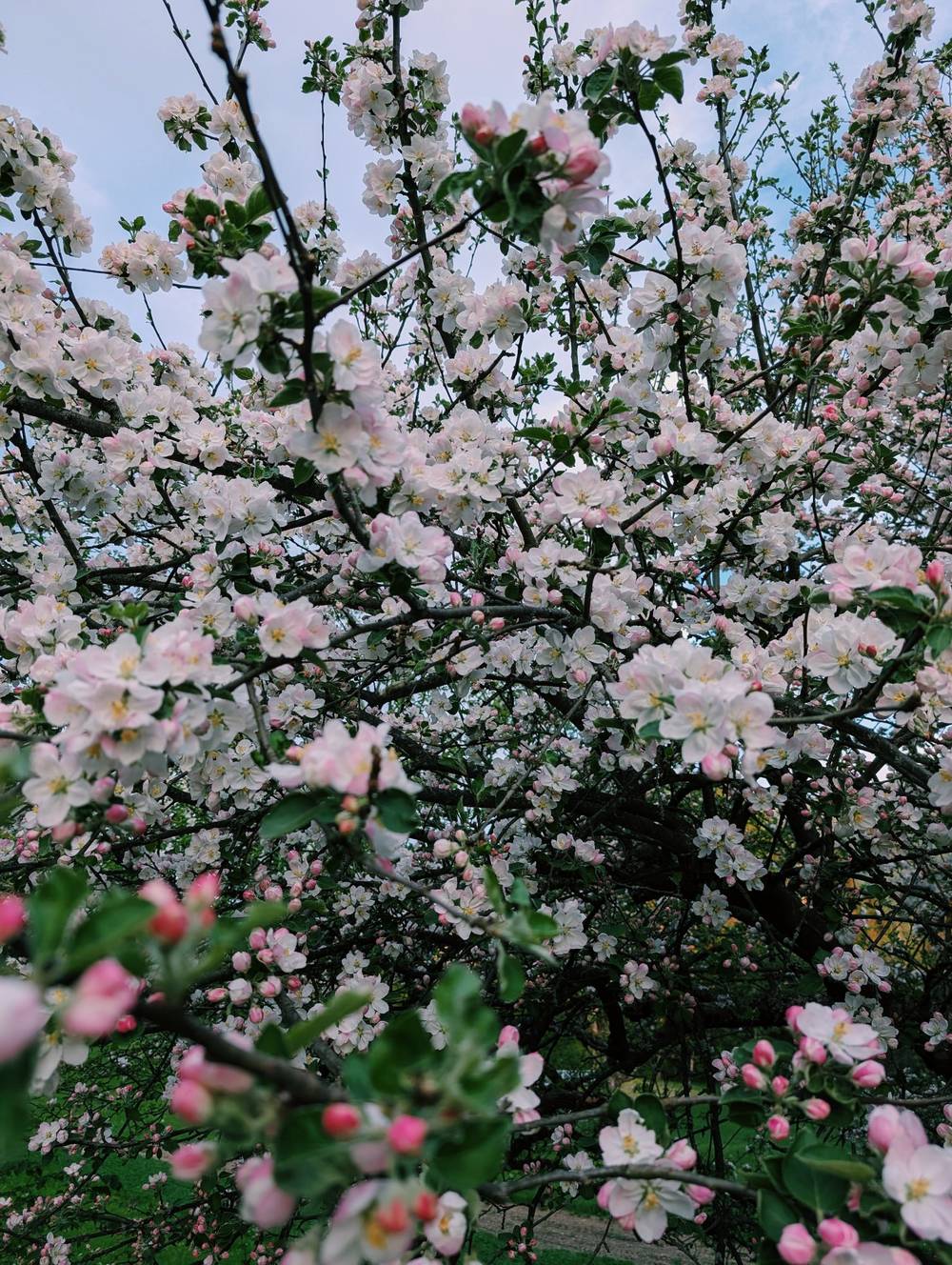 Hjem 🌸