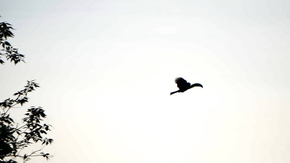 Today I saw a Tucan.