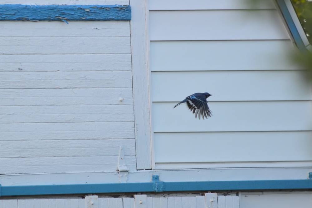 Blue Jay