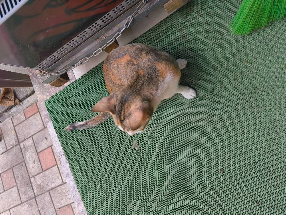 medical kitty once again