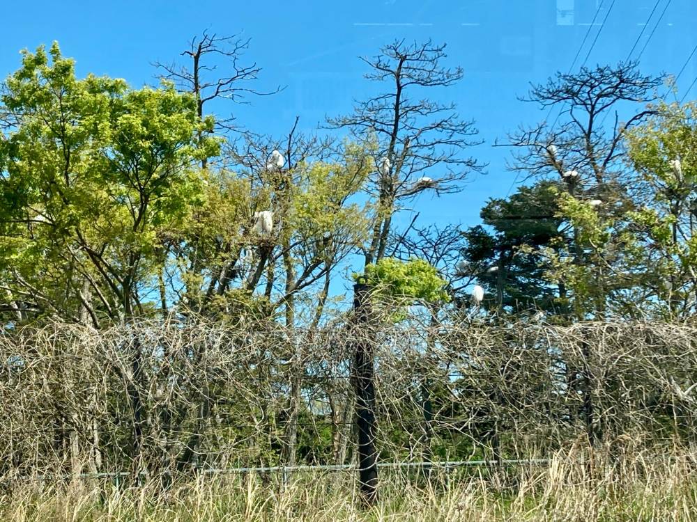 鷺　Egret （暖かくなったので南からこの土地に戻ってきた）