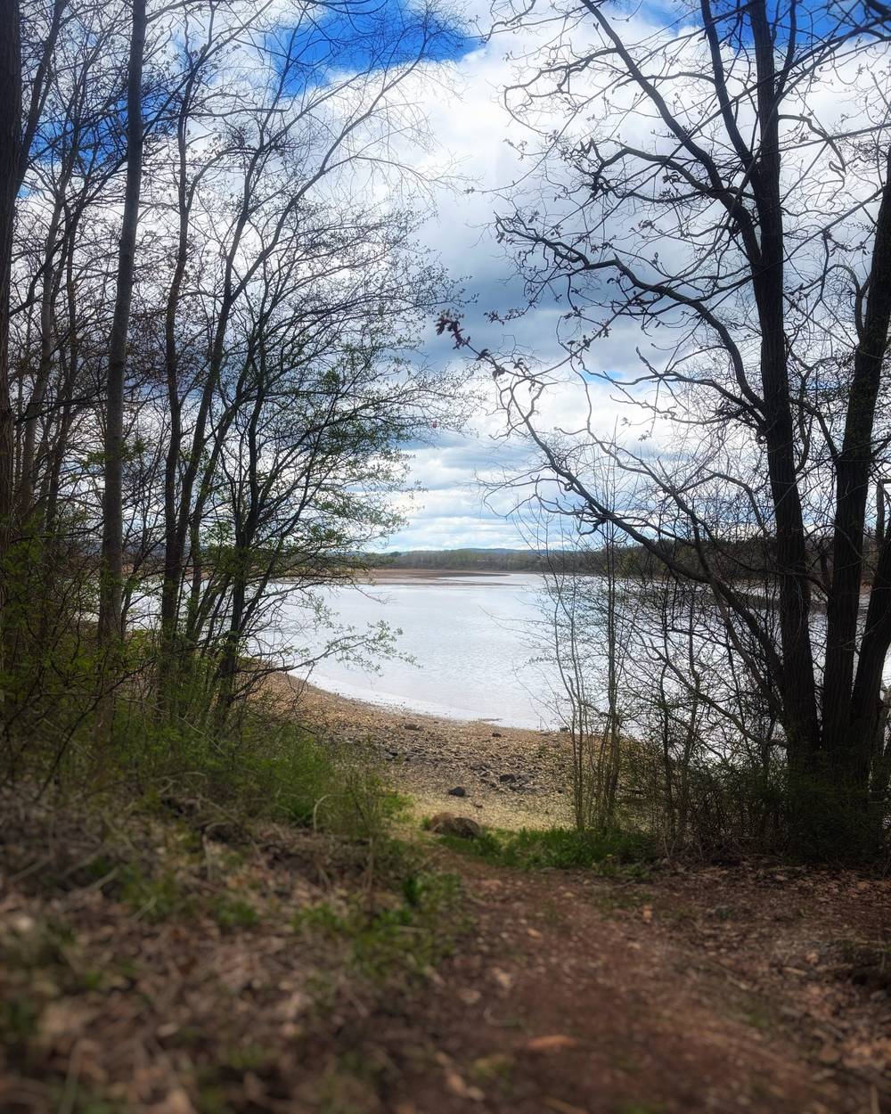 A trail leads down through sparse early-spring trees toward a rocky shoreline along a wide, calm body of water.

The trees are mostly bare with just the faintest flush of new leaves emerging.

The ground is a mix of dirt, dead leaves, and patches of fresh green grass.

Beyond a narrow pebble-and-rock beach, the water stretches to a low, forested far shore under a dramatic sky of deep blue broken by large billowing clouds.

The overall mood is quiet and transitional — that particular stillness of late April or early May before the leaves fully open.​​​​​​​​​​​​​​​​