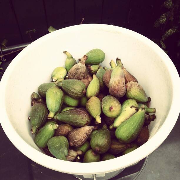 A large white bowl filled with fresh green figs.