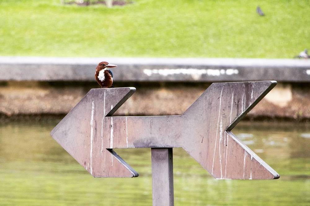 This kingfisher is such a rebel