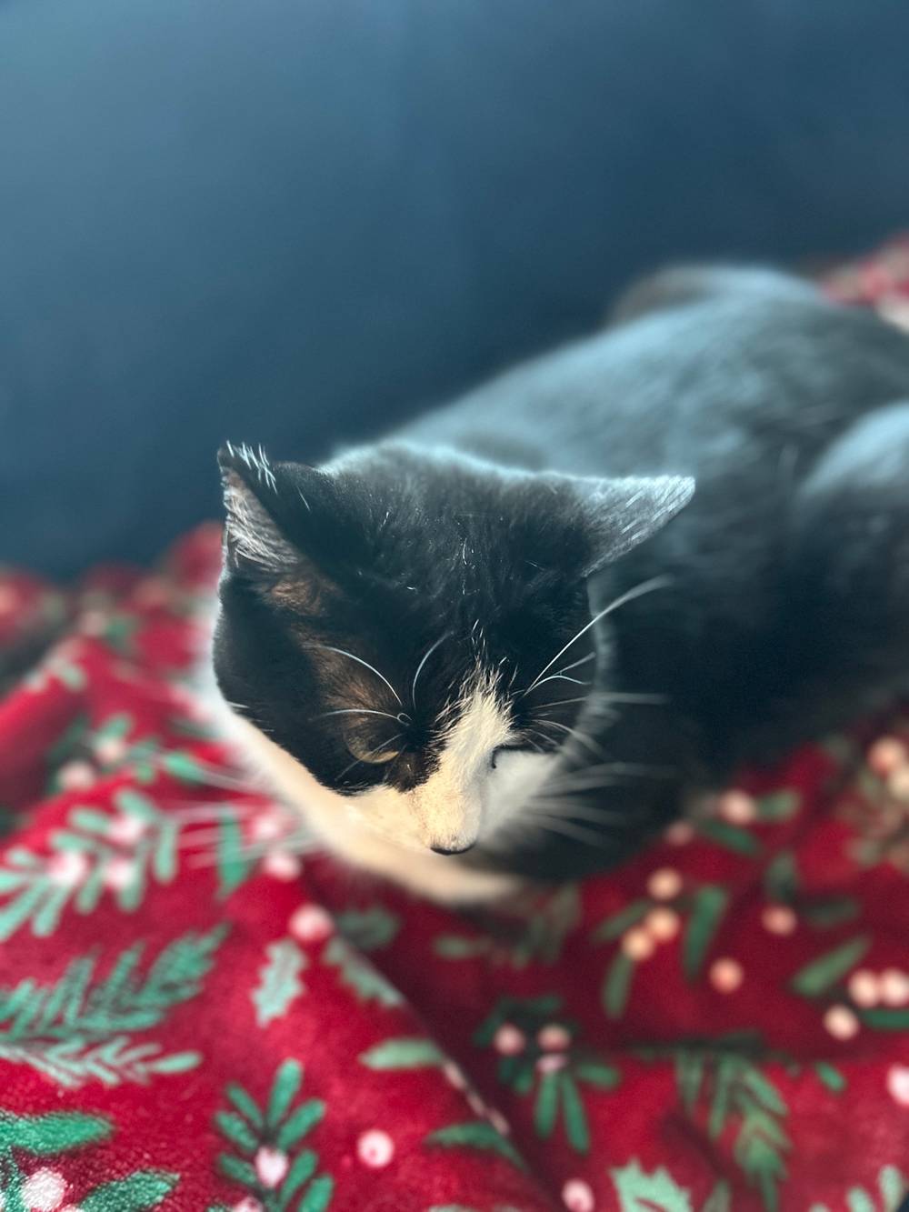 Cat 🐈
