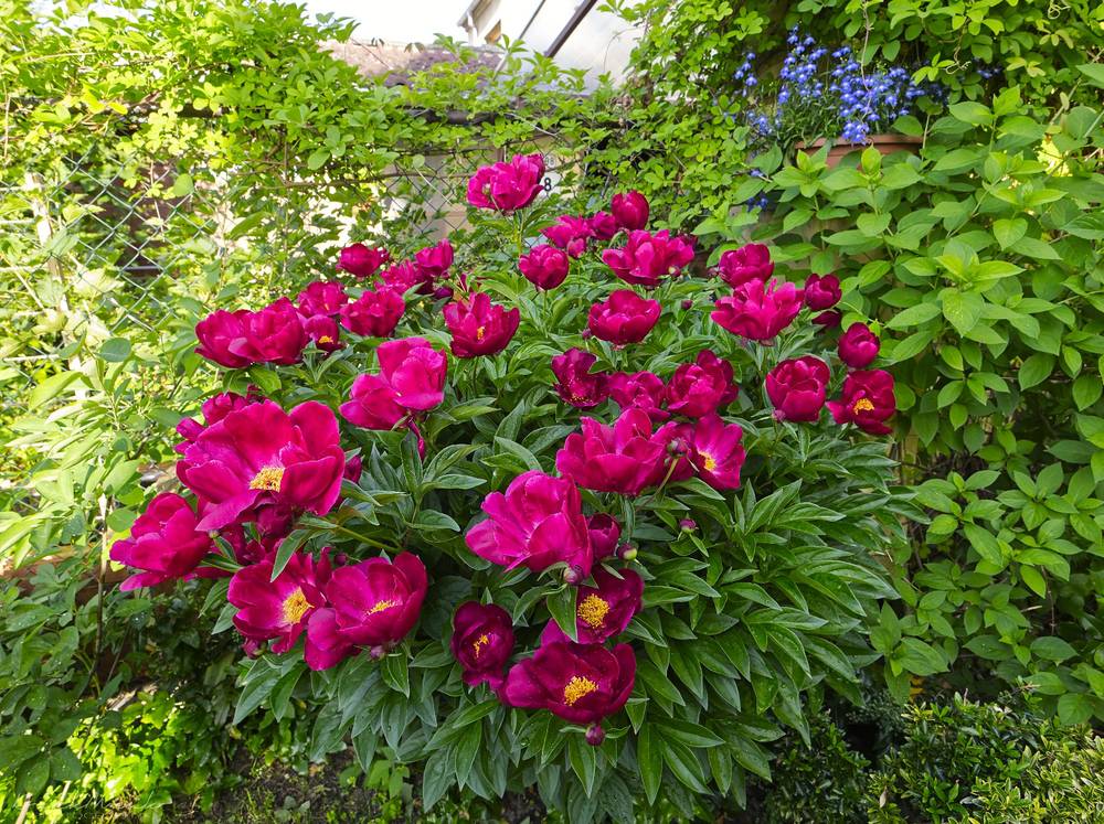 Peonies in the garden