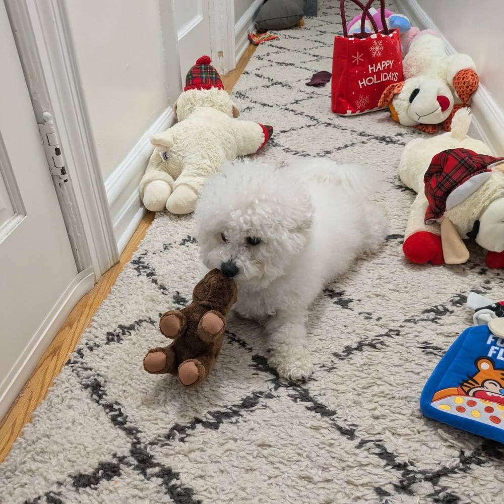 Christmas was fun! 🎅 My favorite toy is this little bear, photo 1 of 3