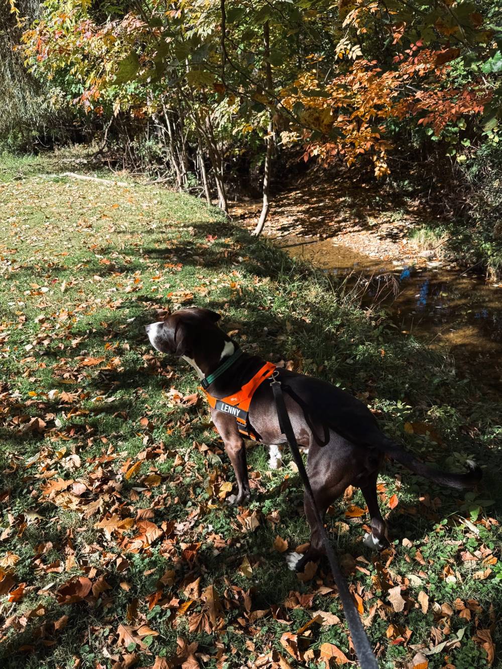 Black and white hound dog mix on a trail by a creek