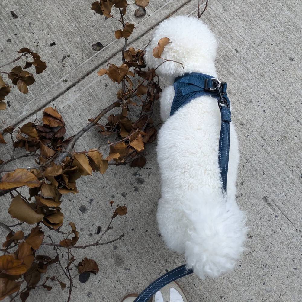 Chief Branch Inspector reporting for duty 💪, photo 2 of 2