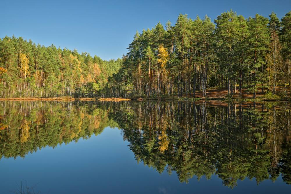 Across a lake - a forest of mostly pines with a few deciduous trees in fall foliage, and its reflection in the still water.