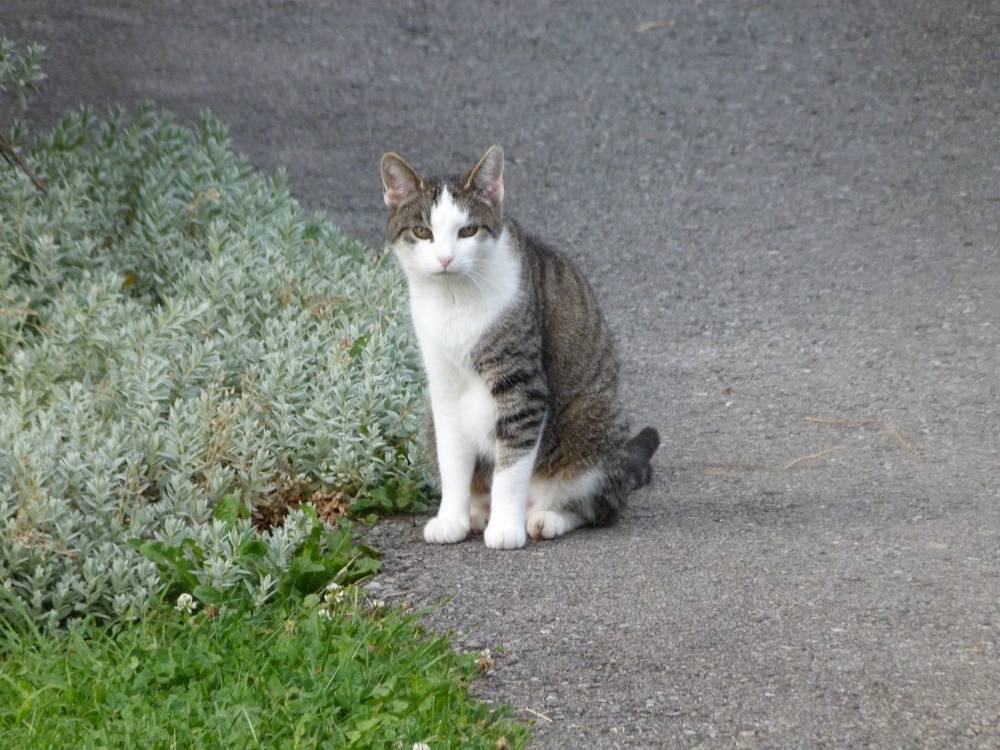 what'chu lookin at?