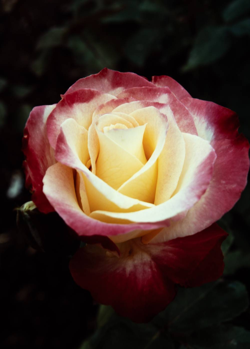 Rose macros on Ektachrome