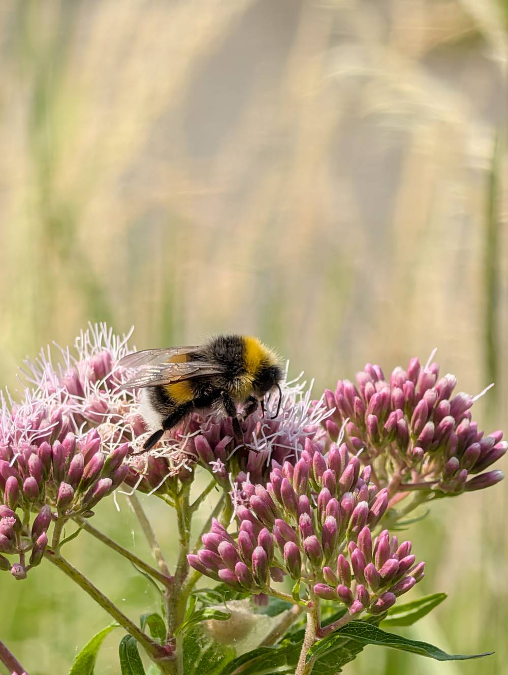 Bzz
