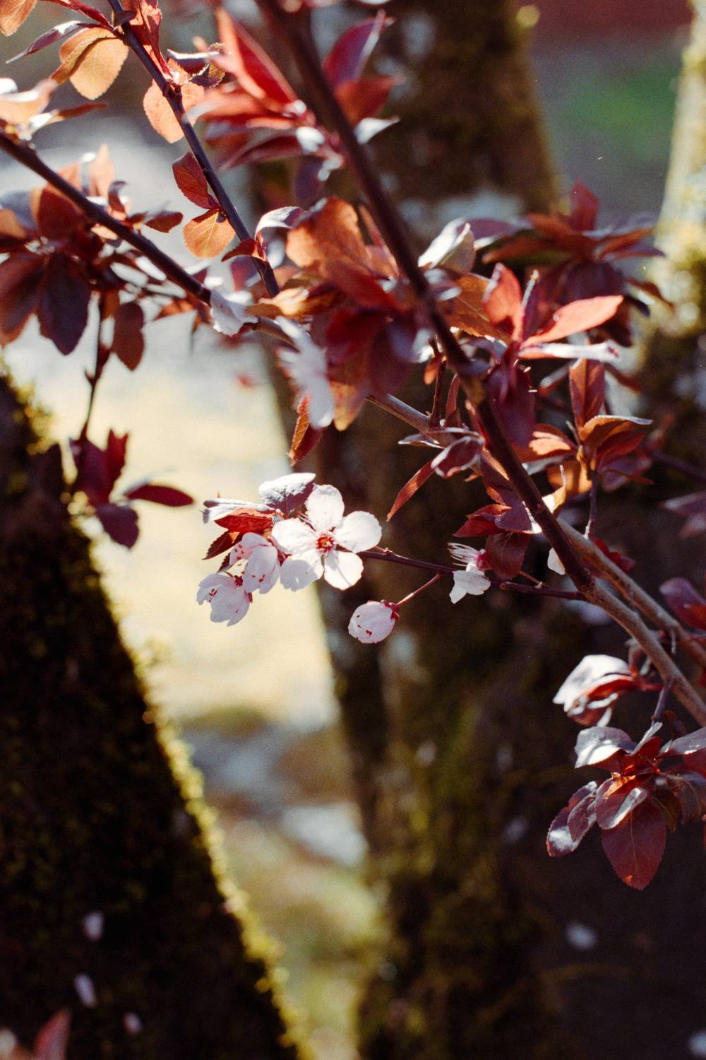 A single cherry blossom blooming from a mossy tree trunk