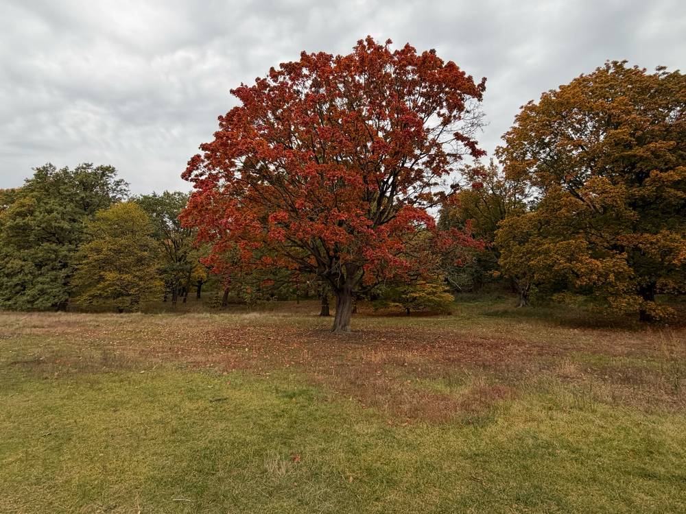 baum in den rehbergen im herbst