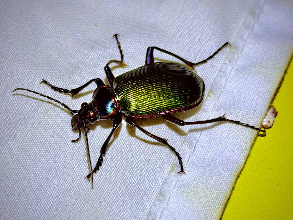 june beetles and moths