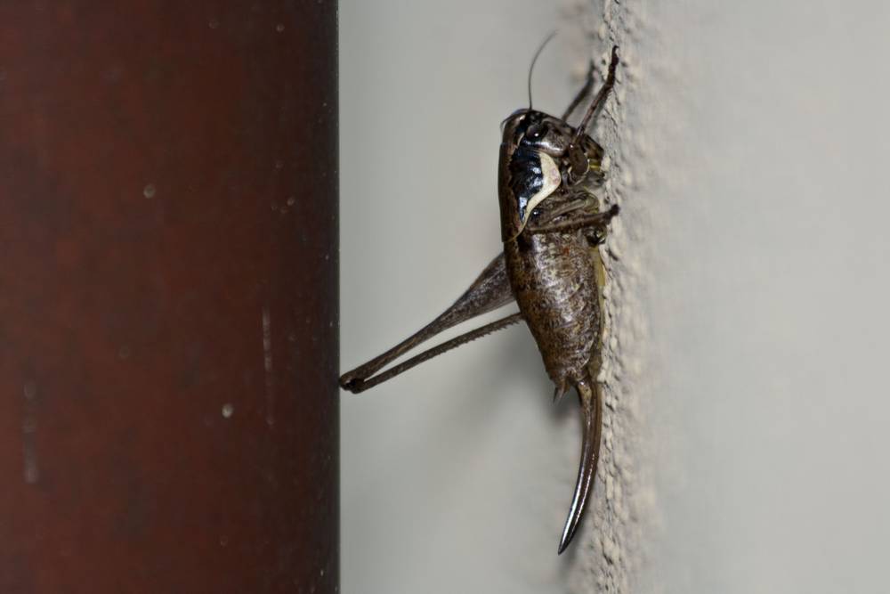 A grasshopper clings to a reddish post against a white wall.