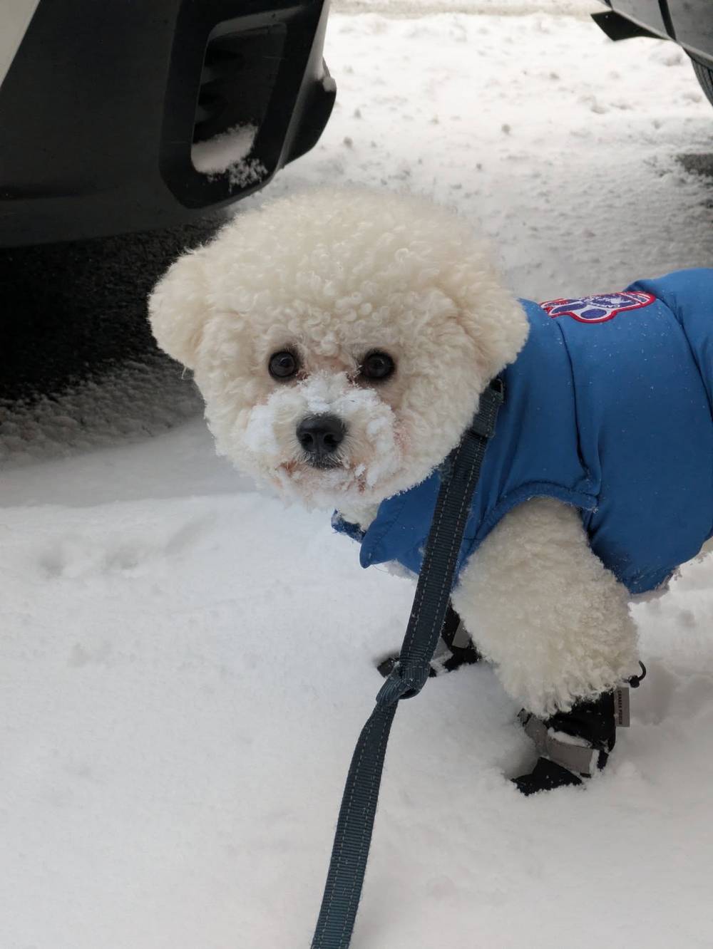 Mommy tells me not to shove my face in the snow, but I do it anyway