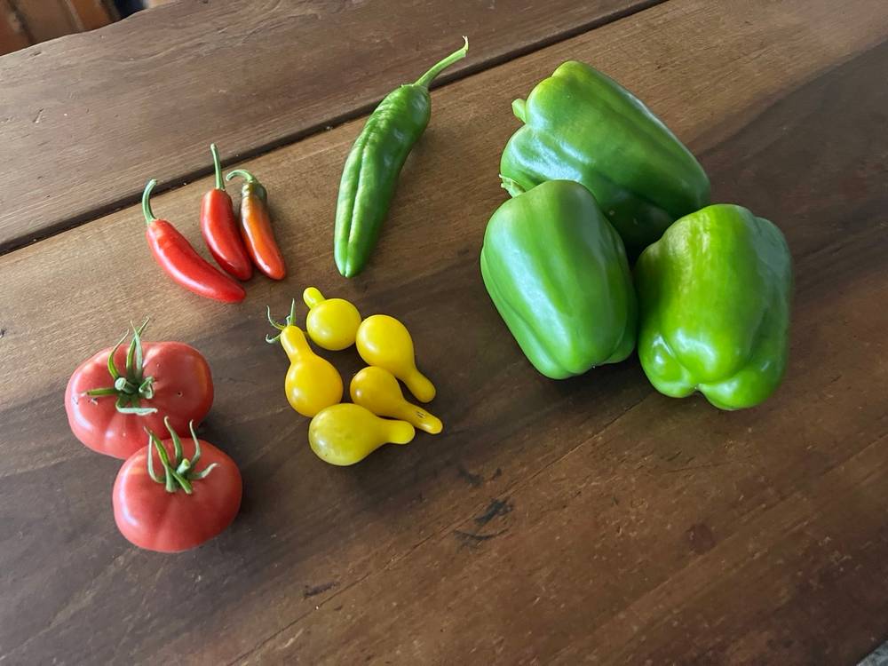A small but good container garden harvest