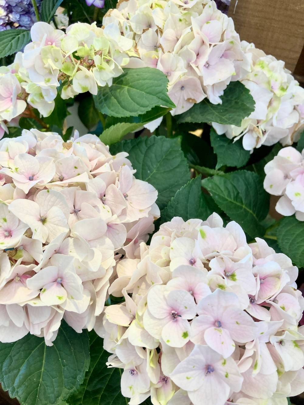 紫陽花（あじさい）Hydrangea
