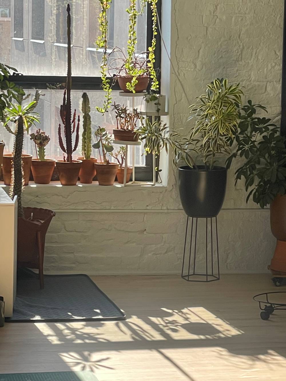 cacti in the window with sun shining through them casting a shadow on the wood floor