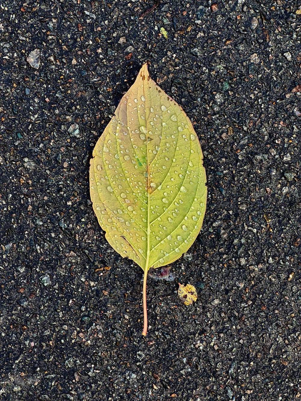 Dewy