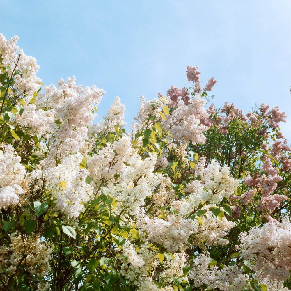 Lilacs looking up
