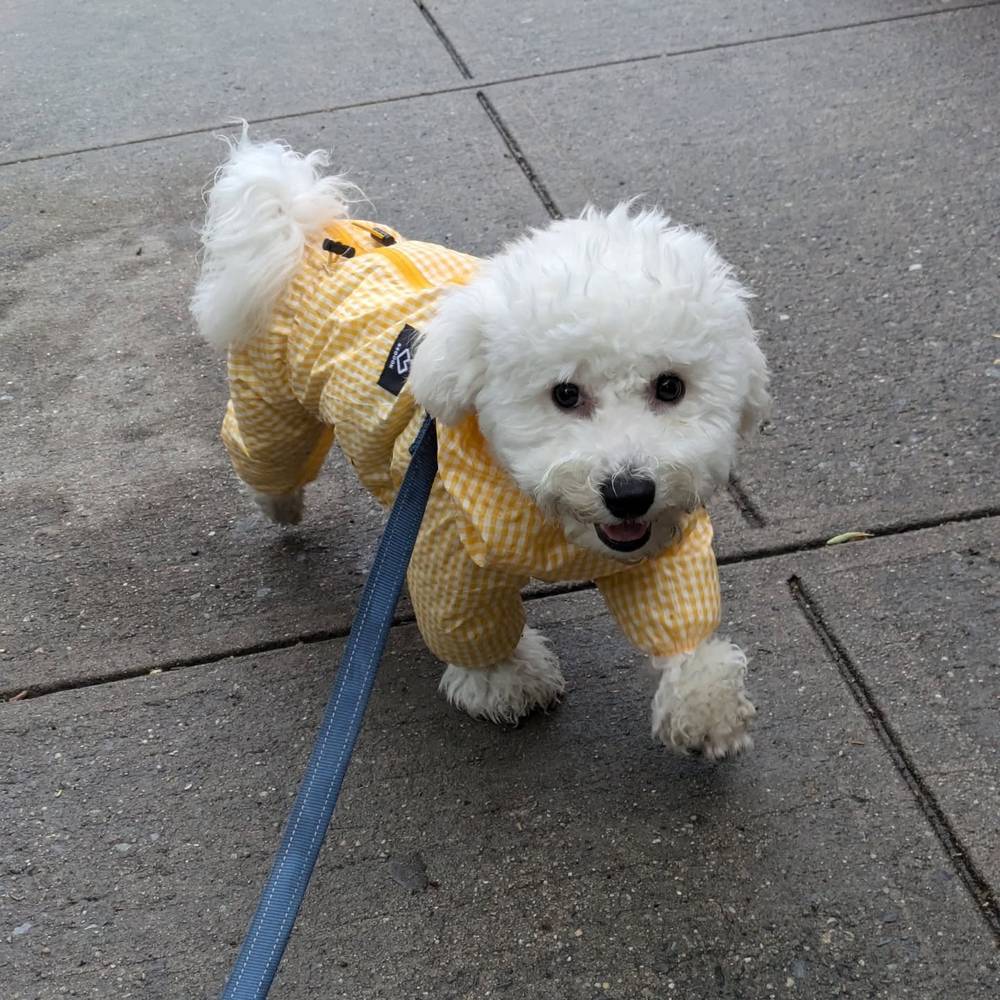 A little summer rain isn't going to stop the fun (going out for a poop) 🌦️, photo 1 of 1