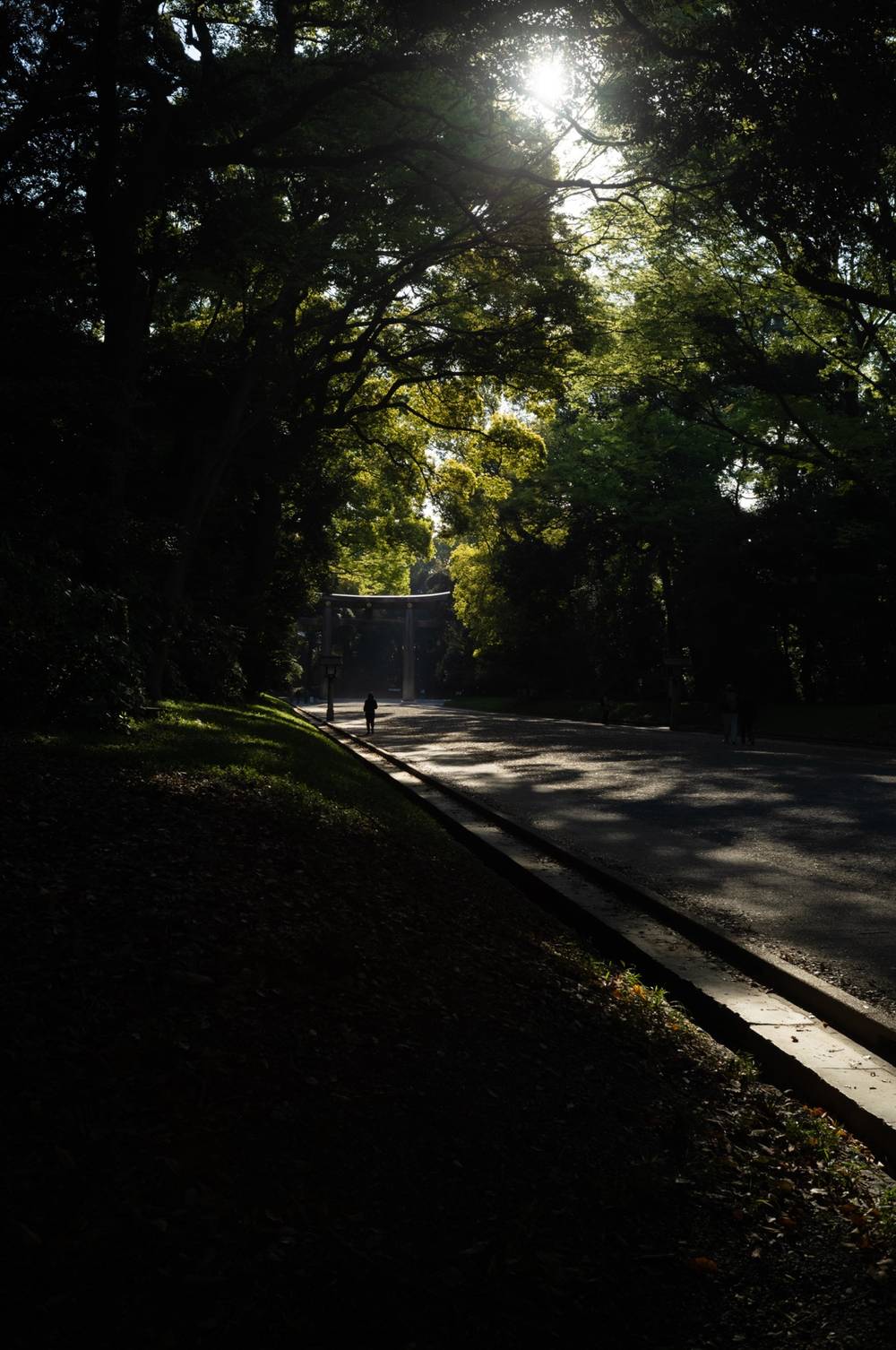 Meiji Jingu Shine 