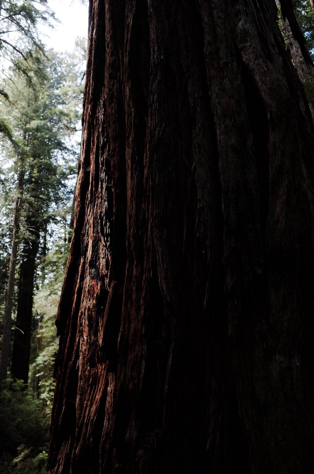 more redwoods