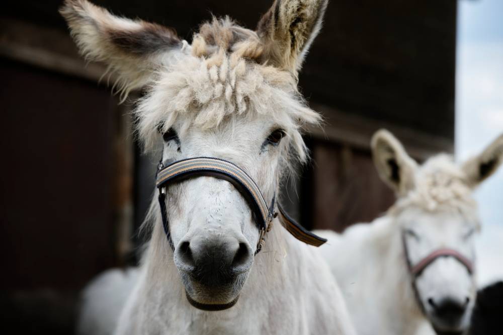 Donkeys