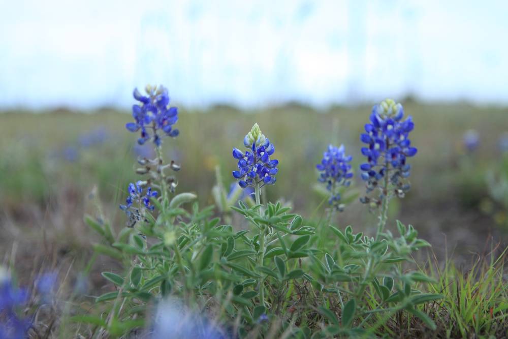 Blue bonnets