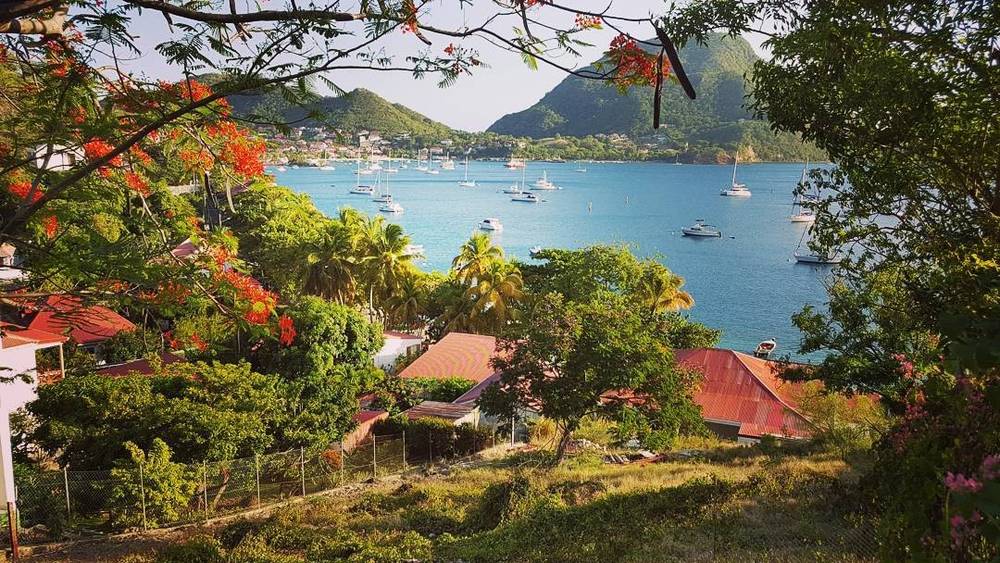 A view over a bay full of moored sailboats framed by flowering trees and rooftops.