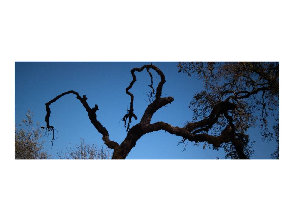 oak, photo 2 of 16