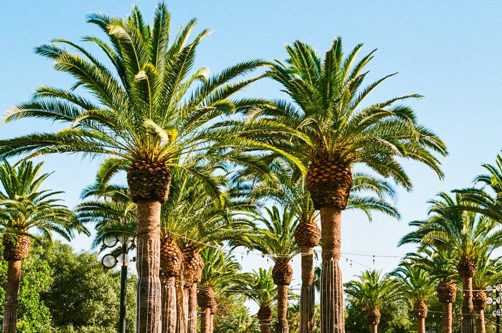 California State Fair