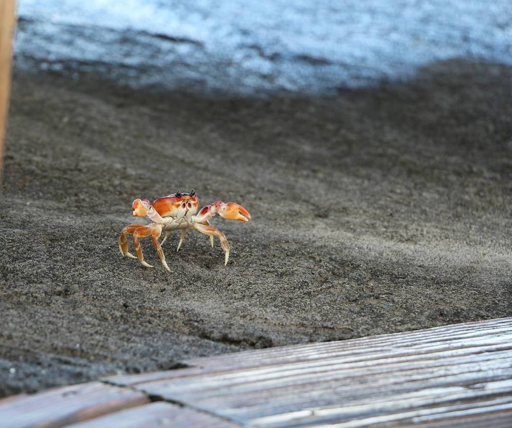 A small orange and white crab on a paved surface.