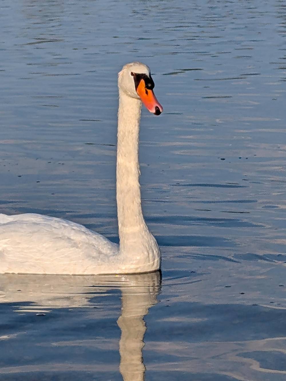 Hello, swans ☀️