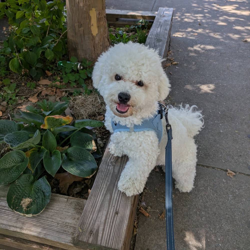 Posing during our afternoon walk 🤪📸