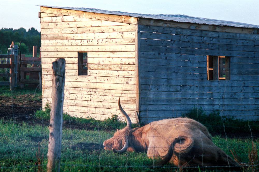 A long-horned shaggy brown cow rests in grassy dirt in front of a rustic wooden shed.
