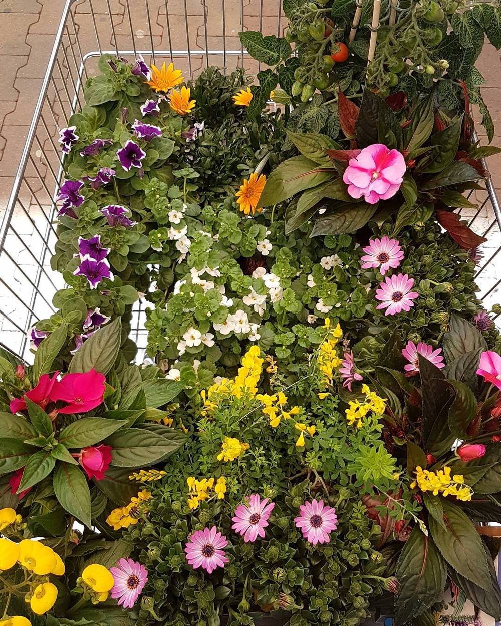 A vertical garden wall covered in colorful flowers including petunias and marigolds.