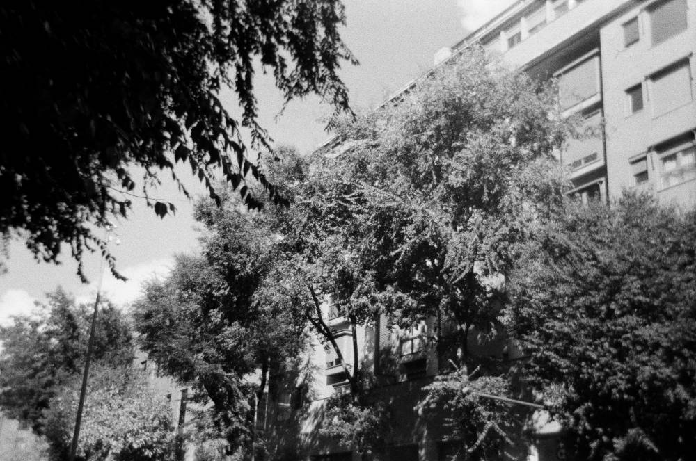 Foto en blanc i negre de les copes dels arbres a un carrer de Madrid. Fa sol i es veu un contraste intens de llums i ombres. Darrere dels arbres es veu un edifici