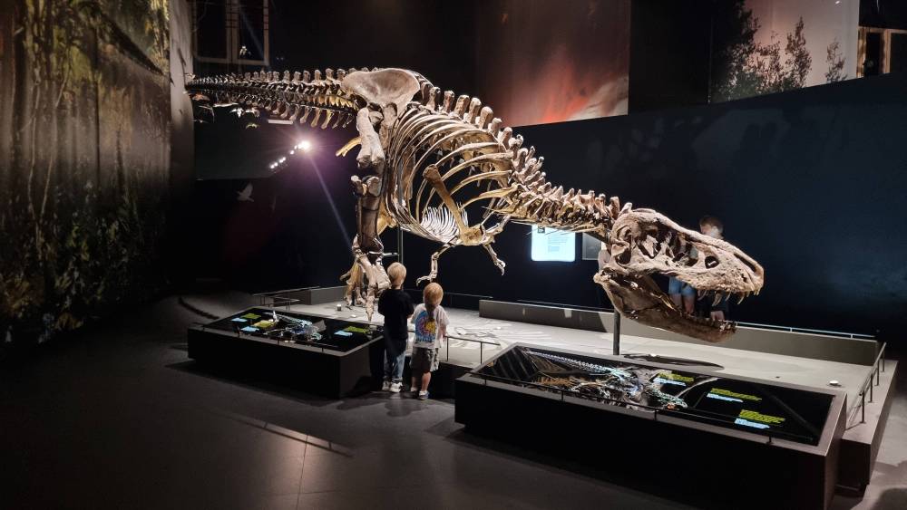 A dinosaur skeleton on display in a museum as two children look up at it.