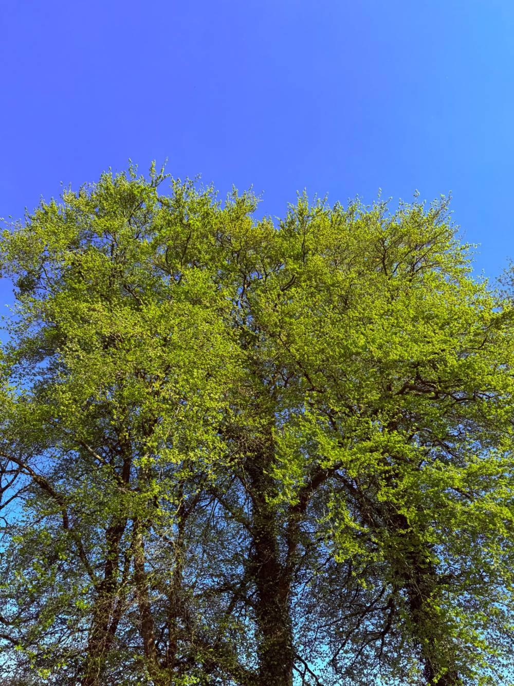 Big Tree