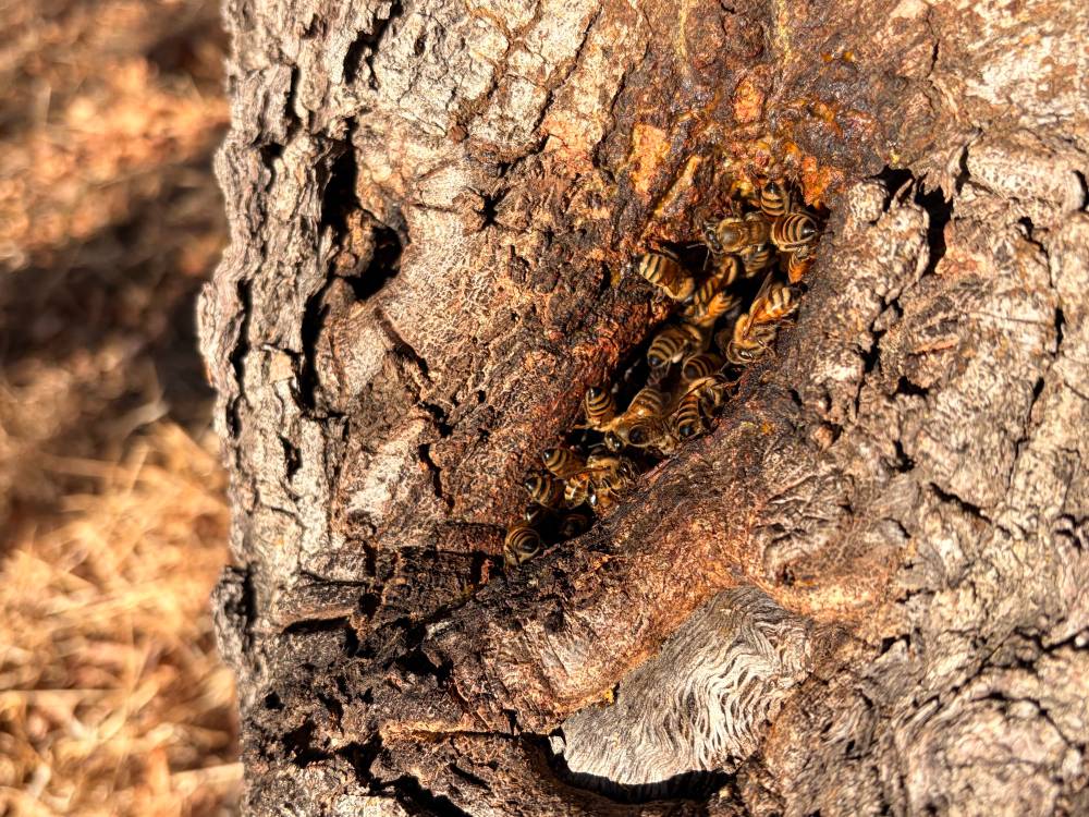 Bee vagina