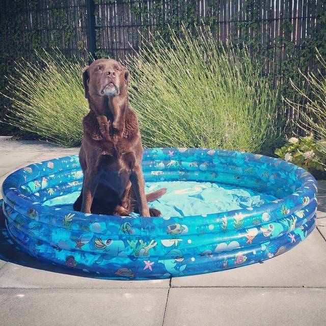 A brown Labrador sits inside a small inflatable paddling pool in a garden.