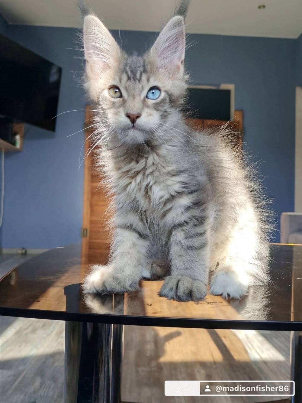 🐾 Adorable Kittens Looking for Loving Forever Homes 🐱❤️, photo 2 of 4