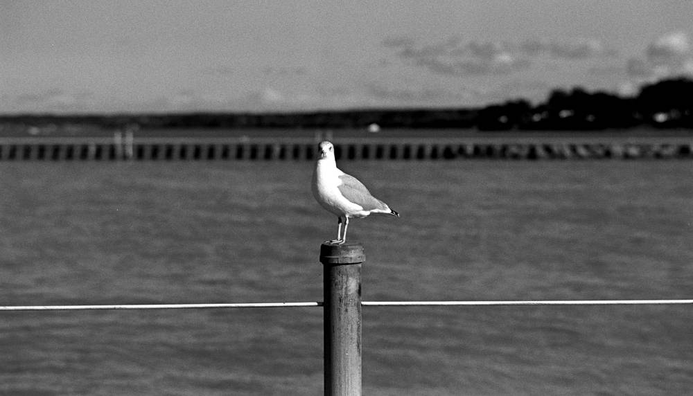 Seagull