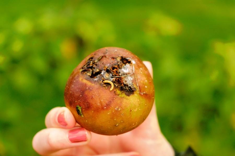 Apple Day, photo 1 of 11