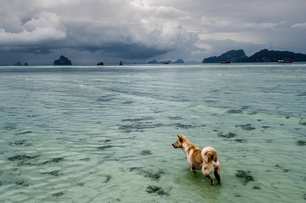 A dog views an approaching storm during the monsoon