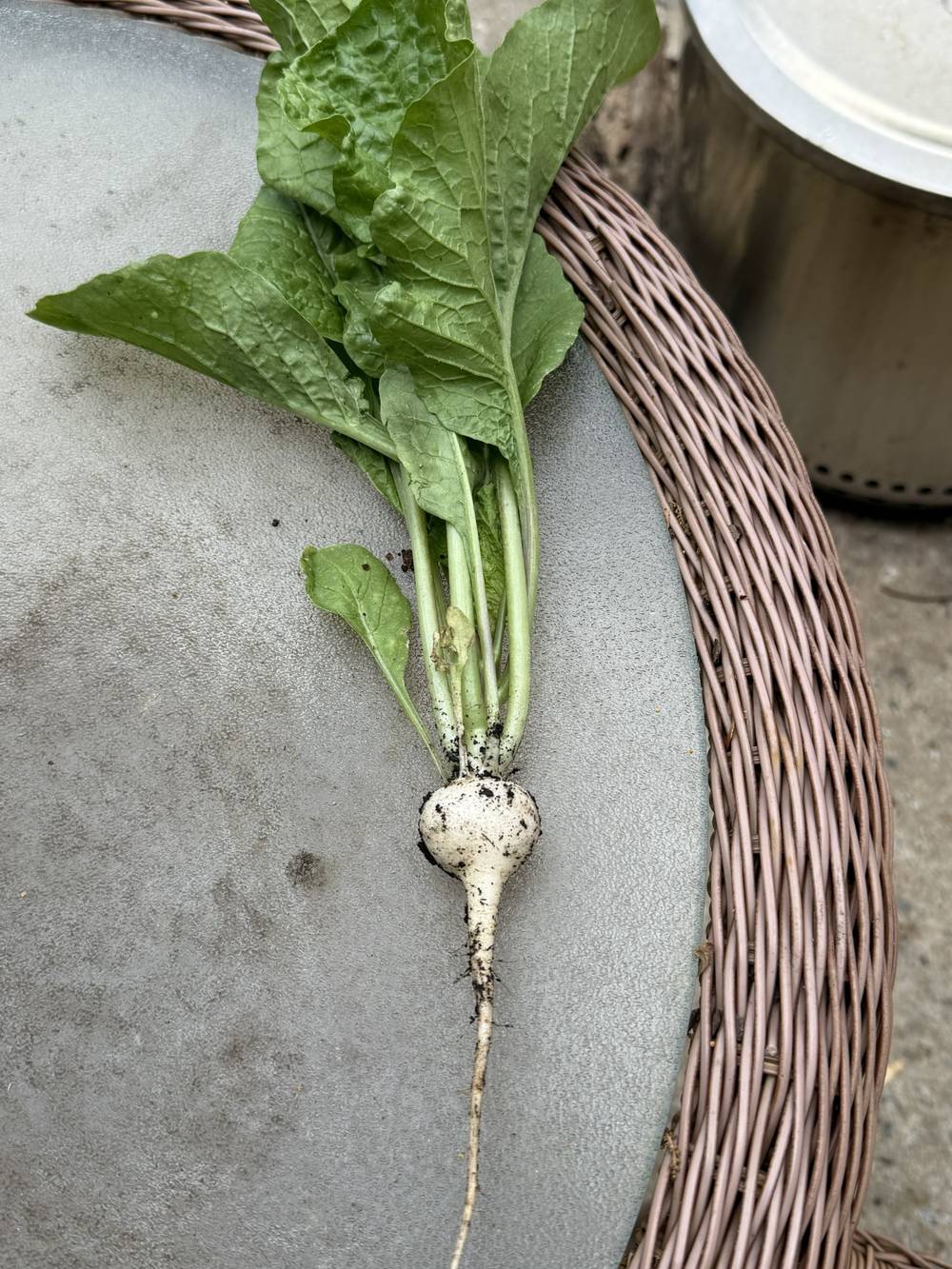 Radish fresh from the garden